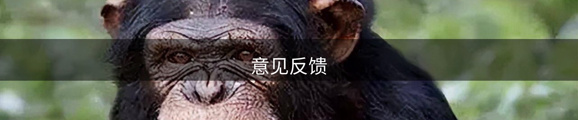 意见反馈